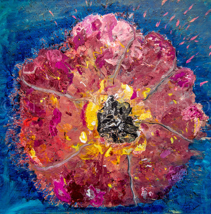 Pink Poppy